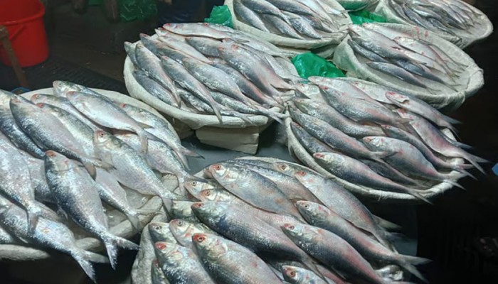 মধ্যপ্রাচ্যে যাচ্ছে ১১ হাজার টন ইলিশ