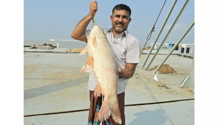 পদ্মার এক রুই মাছ ৫৬ হাজার টাকায় বিক্রি