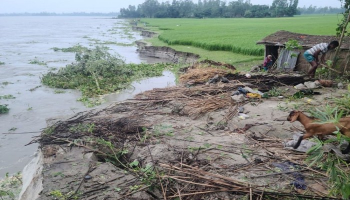 তিস্তায় তীব্র ভাঙন, ঝুঁকিতে দুই শতাধিক বসতবাড়ি