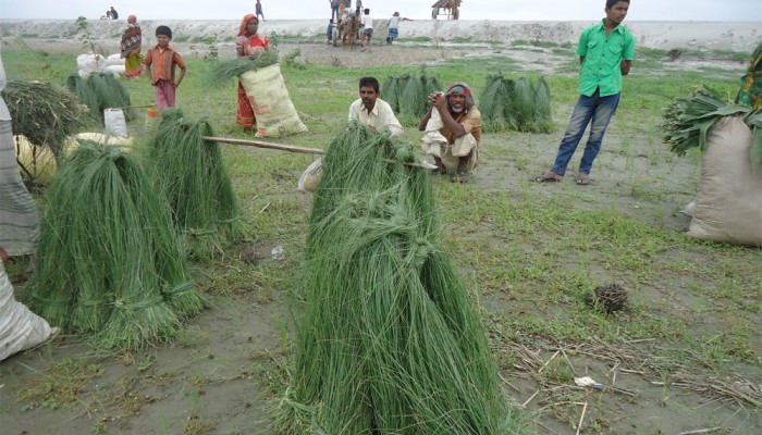 যমুনার চরে ছনের মৌসুমে প্রান্তিক জীবনে আশার আলো