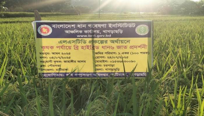 হাইব্রিডের দাপটে হারিয়ে যাচ্ছে দেশীয় জাতের ধান