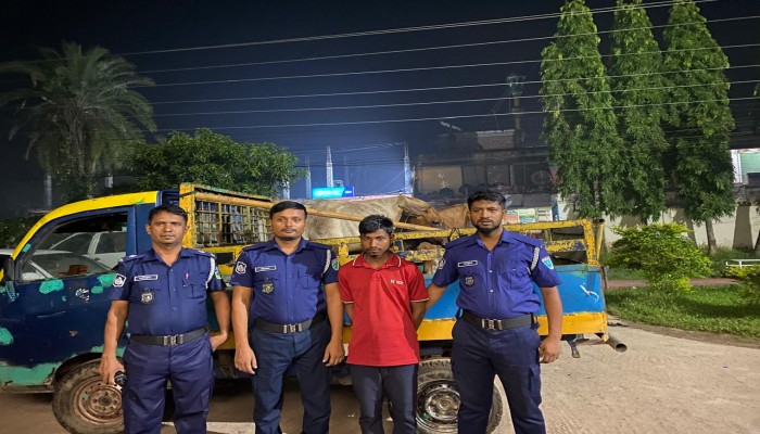 বাহুবলে চোরাইকৃত গরু উদ্ধার, গাড়িসহ আটক ১