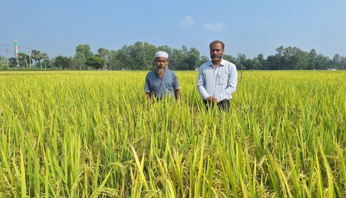 আবহাওয়া অনুকূলে, আদমদীঘিতে আগাম আমন ধানের বাম্পার ফলনের আশা