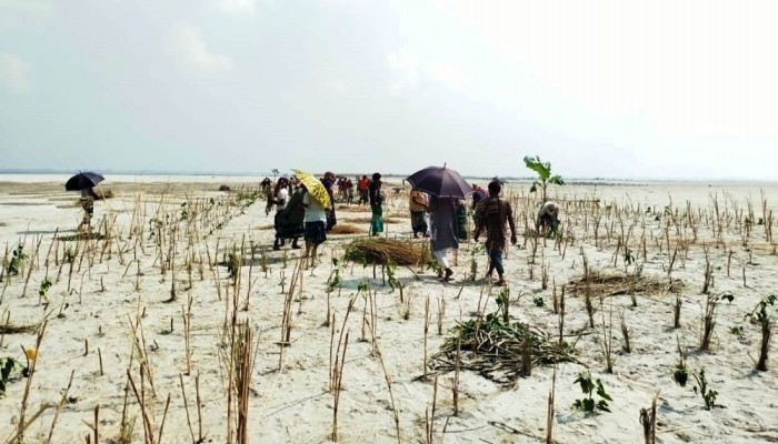 ব্রহ্মপুত্রের ভাঙন ঠেকাতে প্রাকৃতিক বাঁধ চিলমারীতে