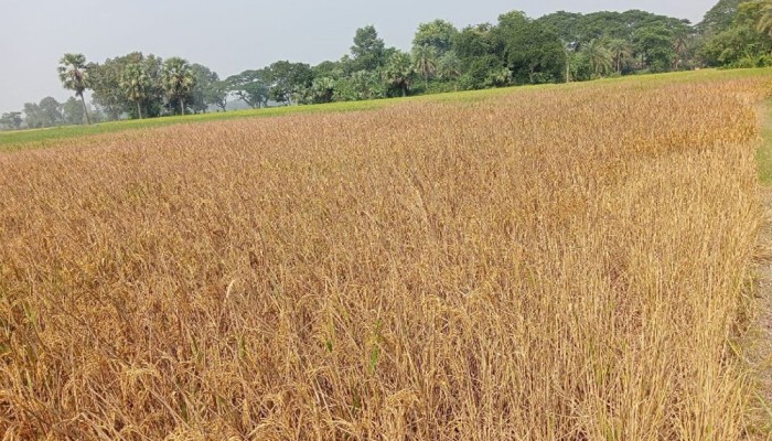 কৃষকের তিন একর জমির ধান পুড়িয়ে দিল দুর্বৃত্তরা