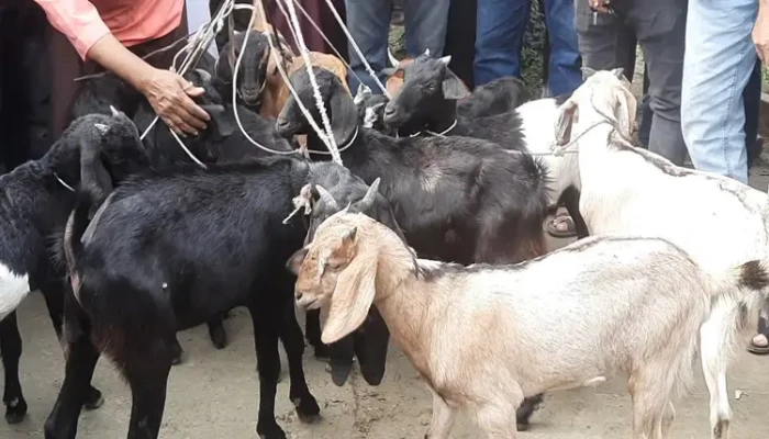 খালেদা জিয়ার ‘জানের সদকা’ হিসেবে এতিমখানায় ১১ ছাগল বিতরণ