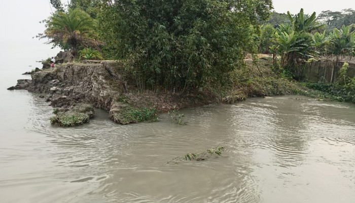 মির্জাগঞ্জে বাঁধ ভেঙে ৫০০ একর আমন ক্ষেত পানির নিচে