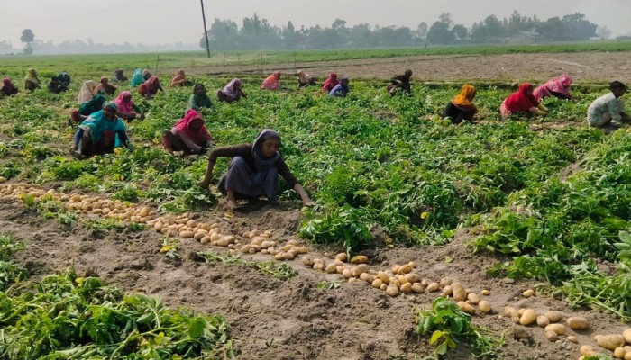 ‘ভোট দিই, সরকার বদলায়—বদলায় না কৃষকের ভাগ্য’